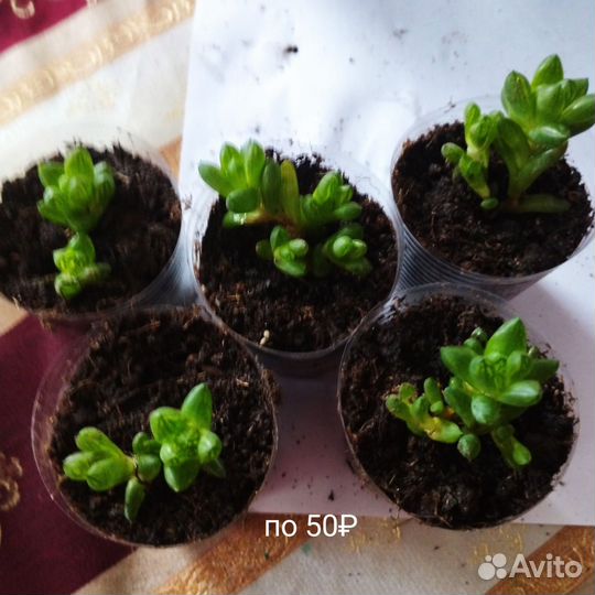 Суккуленты разные