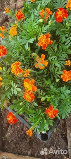 Рассада однолетних и многолетних цветов