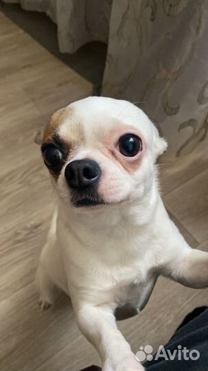 Вязка кобель чихуахуа