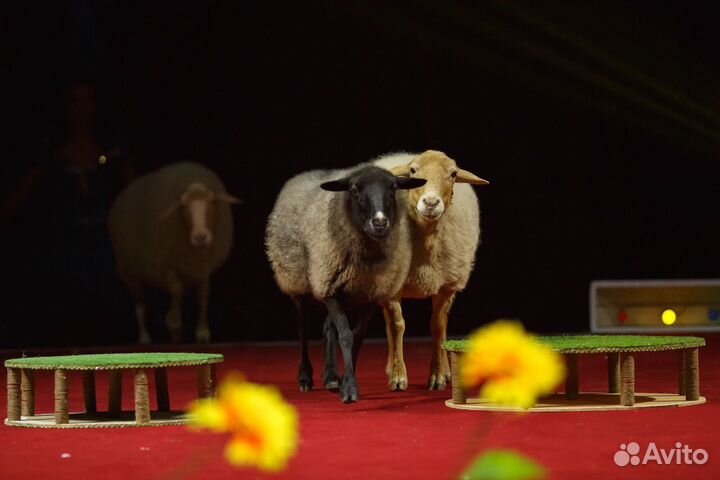 Шоу с дрессированными животными