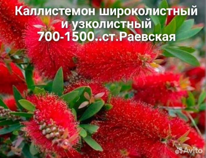 Вечнозеленые садовые кустарники