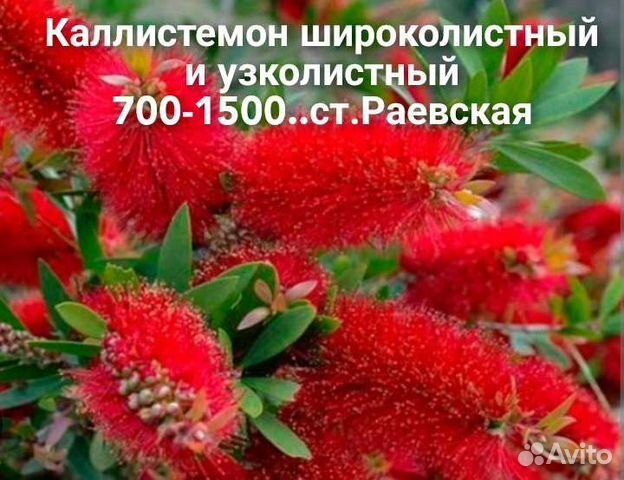 Вечнозеленые садовые кустарники