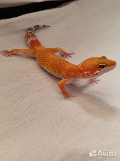 Эублевар (блад)