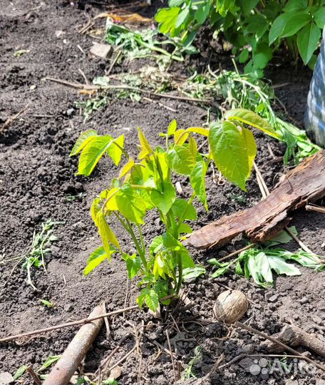 Грецкий орех саженцы