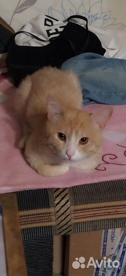 Отдам кота 4 года