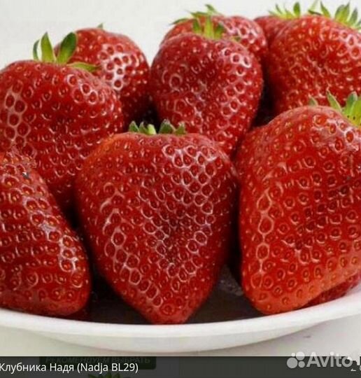 Рассада клубники