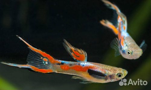 Аквариумные рыбки гуппи