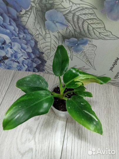 Филодендроны Вайт принцесса Вайт визард Вайт кнайт