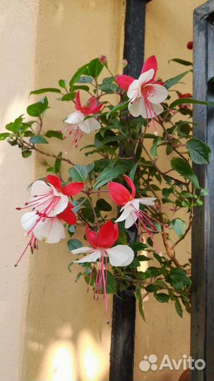 Укорененные черенки фуксии