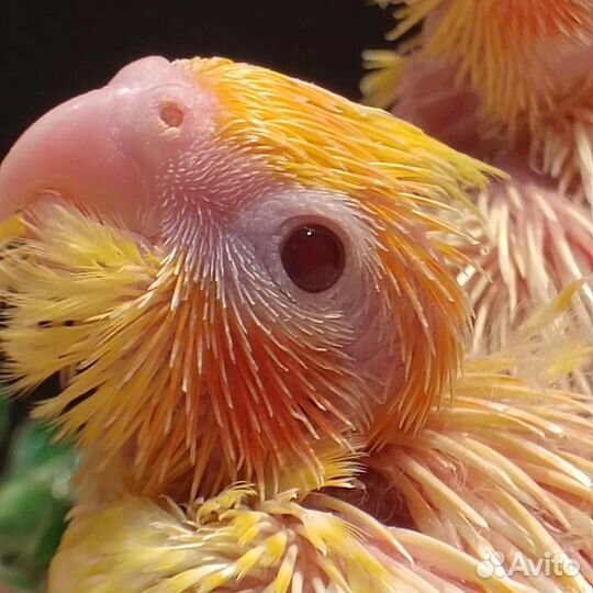 Попугаи птенцы выкормыши