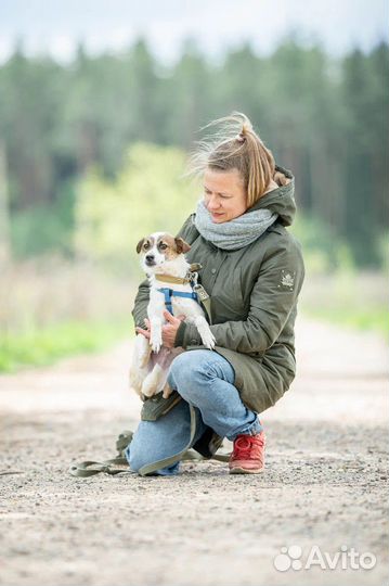 Маленькая собака в добрые руки