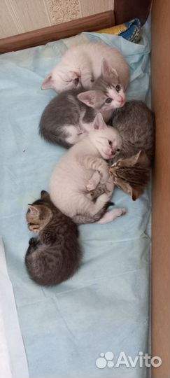 Котята в добрые руки