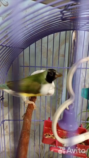 Амадина Гульда - певчие, экзотические птички