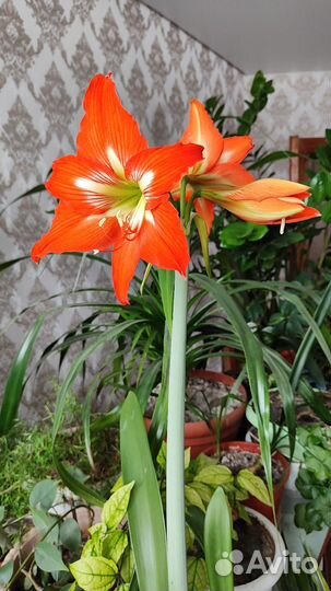 Гиппеаструм