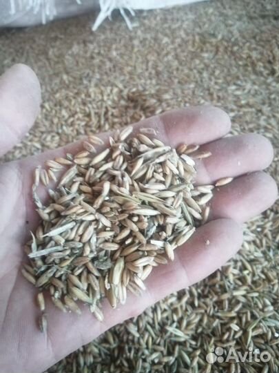 Овес, ячмень