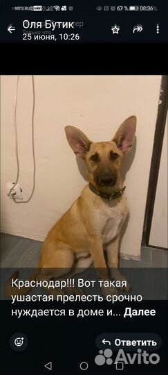 Собака стерилизована