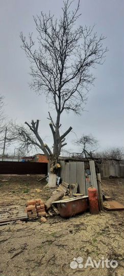 Спил деревьев