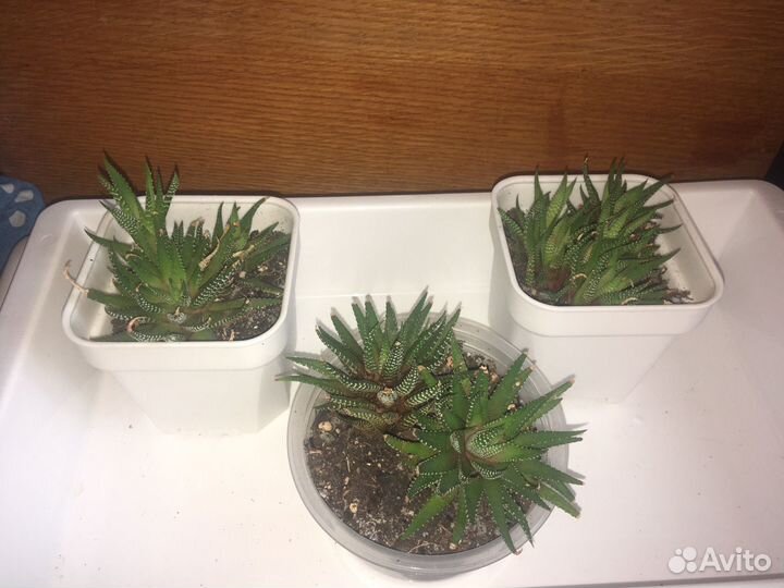 Комнатные домашние растения цветы