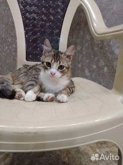 Котенок мальчик в добрые руки