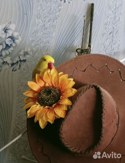 Ожереловый попугай выкормыш