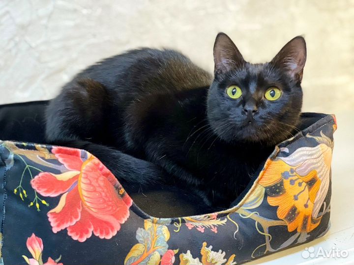 Самая ласковая кошечка ищет дом