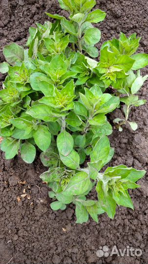 Мак, мята, вербейник, аквелегия, колокольчики