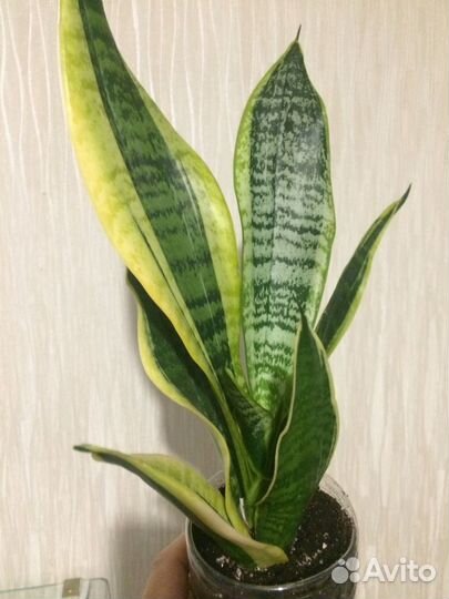 Сансевиерия Футура суперба