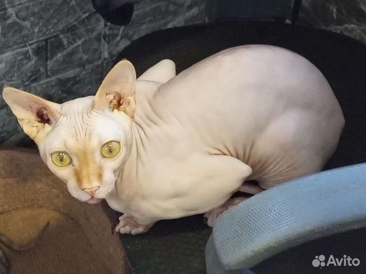 Кот вязка