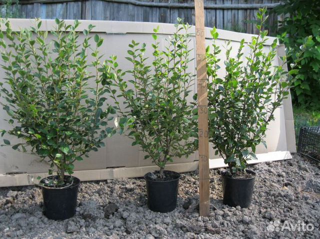 Кизильник блестящий, живая изгородь купить в Саратове | Товары для дома ...