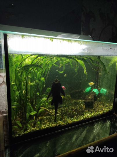 Аквариум