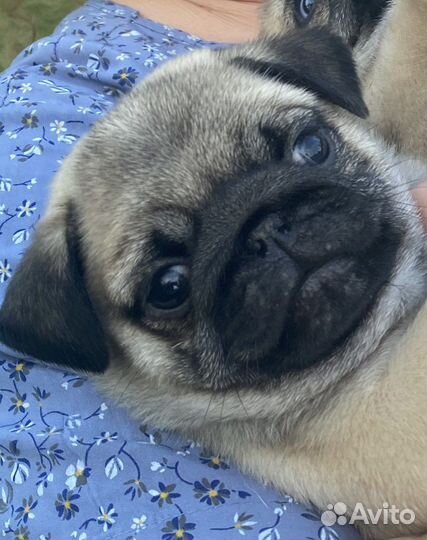 Щенки мопса