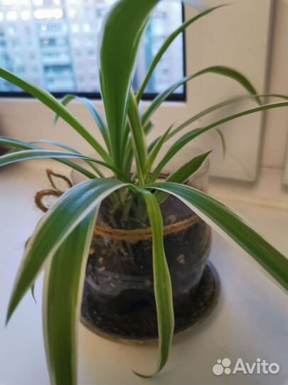 Хлорофитум