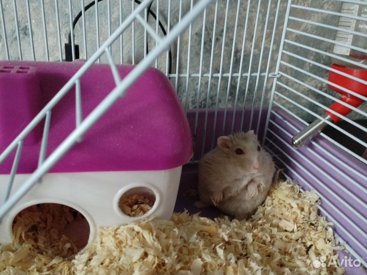 Джунгарский хомяк бесплатно