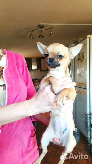 Чихуахуа мини девочка