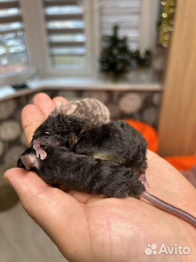 Мышки сатиновые