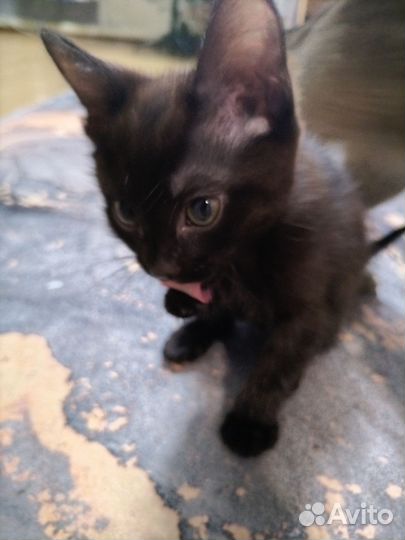 Котята от домашней кошки