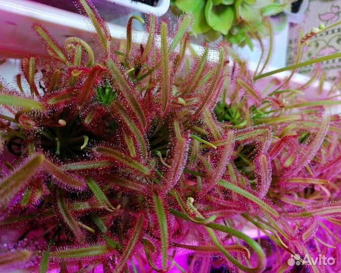 Росянки в ассортименте