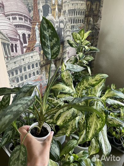 Аглаонема, фикус Ирк, ангарск