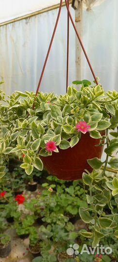 Растения цветы для сада