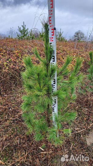 Сосна румелийская (балканская, македонская)