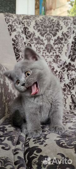 Британские котята