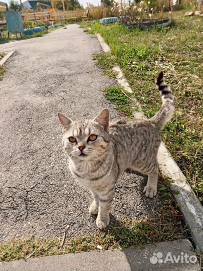 Котики бесплатно в добрые руки