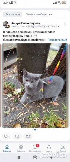 Котенок серый