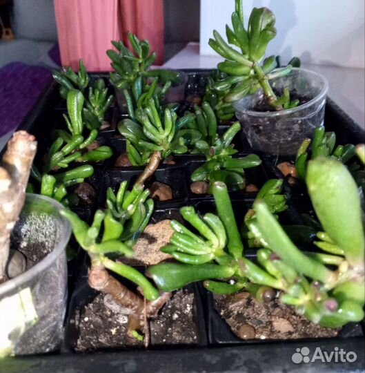 Черенки растения Красула хоббит денежного дерева