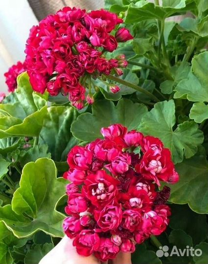 Пеларгония герань