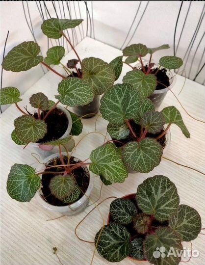 Комнатные растения с фото