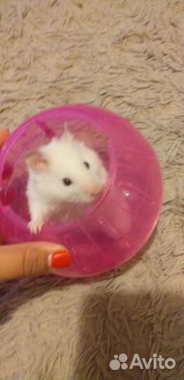 Хомяк мальчик (альбинос)