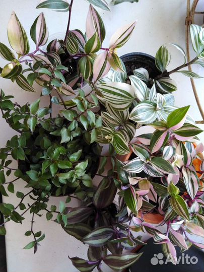 Цветы вьющиеся, разные