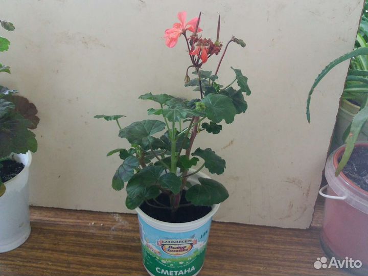 Пеларгония зональная