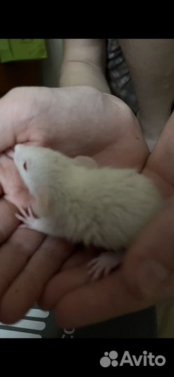 Крысята породистые